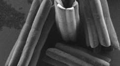 הגבישים החלולים תחת מיקרוסקופ אלקטרונים סורק