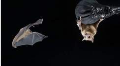 עטלפים בחדר תעופה מבוקר שנבנה עבורם במכון ויצמן למדע