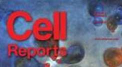 ציור של ד"ר ריטה גרין-ליכט, המתאר תאי שמרים מזדווגים באמצעות שלוחות, שהתפרסם על שער כתב-העת המדעי Cell Reports