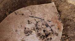 שרידי קש חרוך על כד מתקופת חורבן בית ראשון, 586 לפני הספירה (תצלום: יוהנה רגב)