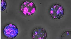 גידול תאים ב"מיקרו-באריות" – משטחים המכילים אלפי גומחות שגודלן פחות מעובי שערה. בתחילת הניסוי הוכנסו אל חלק מה"מיקרו-באריות" תא T אחד או שניים, בעוד שלאחרות הוכנס מספר רב יותר – עד עשרה תאים ל"בארית"