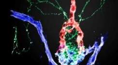 מבנה תלת-ממדי של הנוירו-היפופיזה בעובר דג זברה. האזור משמש כממשק בין סיבי עצב (ירוק), עורקים (אדום) וורידים (כחול)
