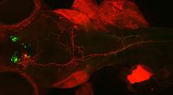 סימון גנטי במוח הדג של שלוחות תא עצב מייצר אוקסיטוצין (אדום) על רקע הרשת העצבית של תאי האוקסיטוצין (ירוק)