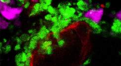 הטריוּמווירָט של הנוירו-היפופיזה: פיטואיציטים (נקודות לבנות) הפזורים בין קצות האקסונים (בירוק) ונימי הדם (בסגול) 