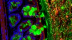 חיידקים בחלל המעי של עכברים (באדום) לצד תאי העכבר (בכחול) ונוגדנים (בירוק). צולם במיקרוסקופ פלורוסנט