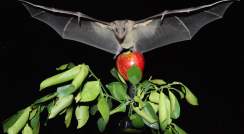 עטלף פירות מצוי. תצלום: יוסי יובל