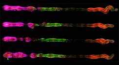 החוקרים השתמשו בטכניקות לצביעת חלבונים כדי לחשוף את זהות התאים באורגנואידים שיצרו. בתמונה ניתן לראות ארבעה אורגנואידים של מערכת העצבים המרכזית בעובר, כאשר בסגול מסומנים חלבונים המזוהים עם התפתחות המוח הקדמי והאמצעי, בירוק – המוח האחורי, ובאדום – מרכז חוט השדרה