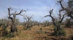 מטע זיתים נגוע במחוז פוליה באיטליה. החיידק פוגע בזרימת הנוזלים בעצים וגורם התייבשות 
