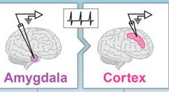 החוקרים גילו כי הקידוד העצבי בקליפת המוח יעיל יותר מאשר באמיגדלה בבני אדם (שורה עליונה) ובקופים (שורה תחתונה). הקידוד העצבי בשני אזורי מוח אלה יעיל יותר בבני אדם, אך חסין פחות בפני שגיאות 