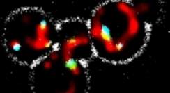 תמונת מיקרוסקופ של תאי שמר. אברוני המיטוכונדריה (מסומנים באדום) מחוברים לפרוקסיזומים (בתכלת) באמצעות "רצועות" זעירות (בירוק) 