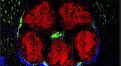 איבר לימפואידי במעי הדק. באדום: צברים של תאי חיסון מסוג B בתוך "אתרי האימונים". בירוק – תאים מפרישי נוגדנים לאחר שיצאו מאתרי האימונים ונדדו לרקמות המעי 