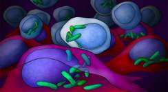 חיידקים (בירוק) מקימים בית בתאי סרטן ומתמקמים בנוחות באיזור גרעין התא