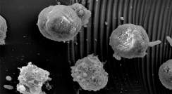 חיידקים חובבי גופרית תוקפים תאי אצה ממין Emiliania huxleyi 