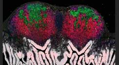 רירית מעי של עכבר הרצופה בליטות דמויות-אצבע (בלבן) ומכילה איברי לימפה (באדום) שבתוכם מרכזי נבט (בירוק). צולם במיקרוסקופיה קונפוקלית