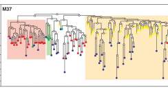 קביעת עץ המשפחה של תאי עכבר מראה, כי תאי הביציות (באדום) מרוחקים מבחינה גנטית משני סוגים של תאי גזע בלשד העצם (בצהוב ובכחול)