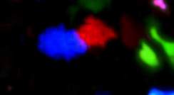 תא T (באדום) בוחר בתא B (בכחול) ל"מחנה האימונים". בירוק – תאי B חסרי ICAMs. צולם באמצעות מיקרוסקופ סריקת לייזר דו-פוטוני 