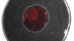גרעין תא ביצית (באדום) במרכז, ומסביבו רשת סיבי האקטין של השלד התאי
