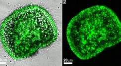 עובר קיפוד ים חי שגודל במי ים מסומנים בצבע פלואורסנטי ירוק. גרגירי הסידן הפחמתי המסומנים בצבע ירוק נראים בכל חלקי העובר. (A) תמונות מיקרוסקופ אור ומיקרוסקופ פלואורסצנטי זו על גבי זו. (B) תמונת מיקרוסקופ פלואורסצנטי