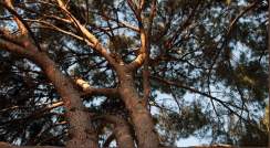 מאורן ועד תמר: מאה מיני עצים במכון ויצמן למדע