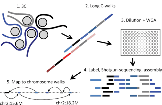 EVOEPIC\ Evolutionary mechanisms of epigenomic and chromosomal aberrations in cancer