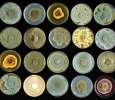 The Art of the Fungi | Naama Lang-Yona, Environmental Sciences and Energy Research