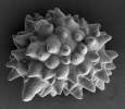Ficus Leaf Mineral | Assaf Gal, Structural Biology