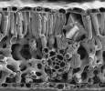 Cross Section in Pecan Leaf | Assaf Gal, Structural Biology