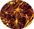 BBB: Astrocytes | Itzik Cooper and Dr. Keti Cohen-Kashi Malina, Neurobiology