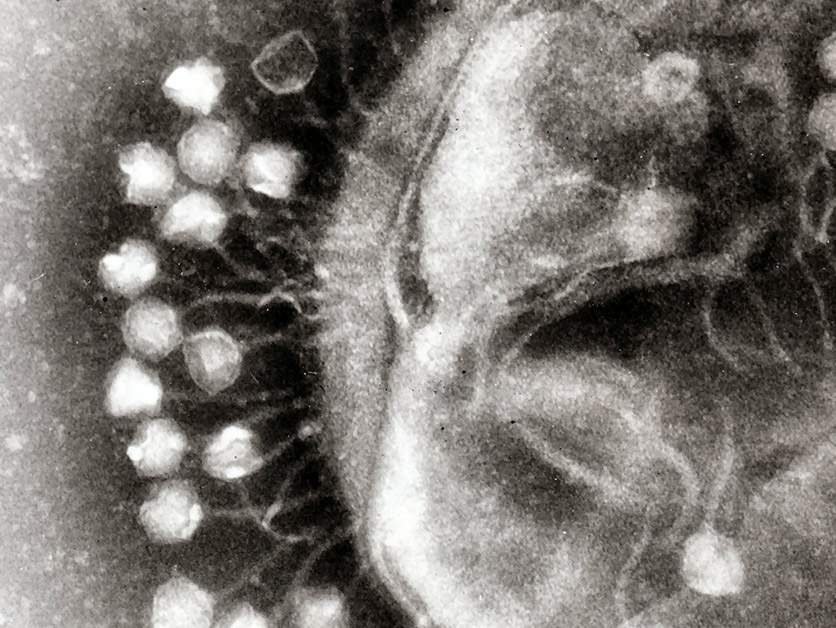 מתקפת פאג'ים על חיידק. מקור: Prof. Graham Beards