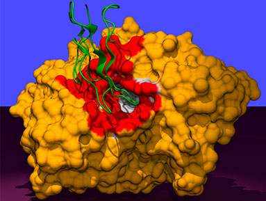 מבנה המולקולרי התלת-ממדי של האנזים אצטילכולין אסטרז