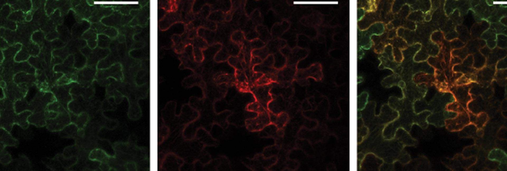 תא של Nicotiana benthamiana תחת מיקרוסקופ