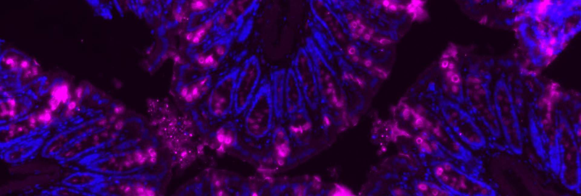 החלבון מוצין (בסגול) מצפה מעי עכבר, בהגדלת מיקרוסקופ