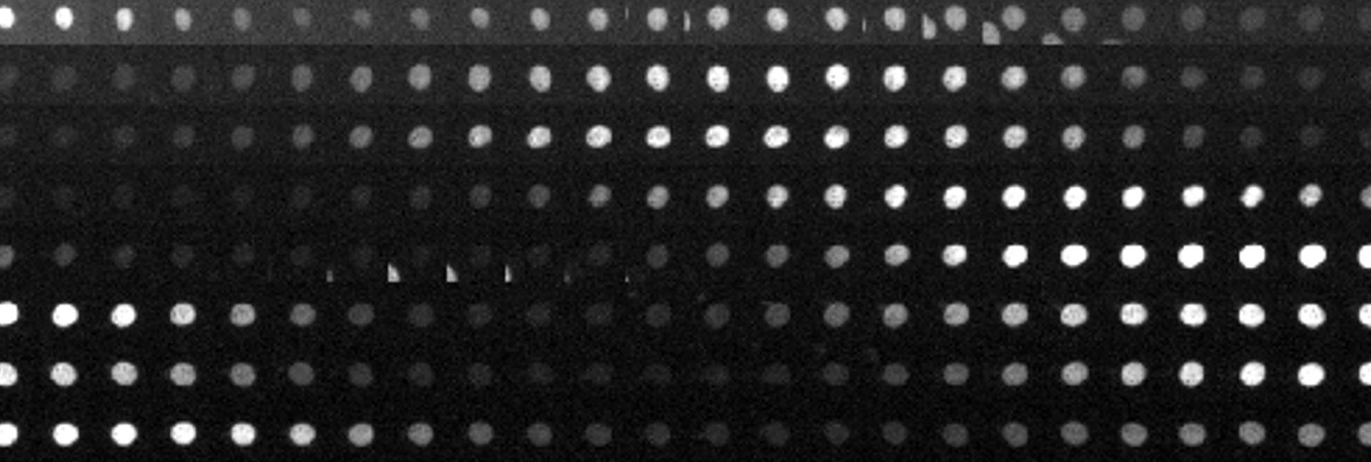 The “ticking” of a circadian clock inside a human cell over the course of 24 hours. A fluorescent marker allows scientists to tell “what time it is” at any given moment