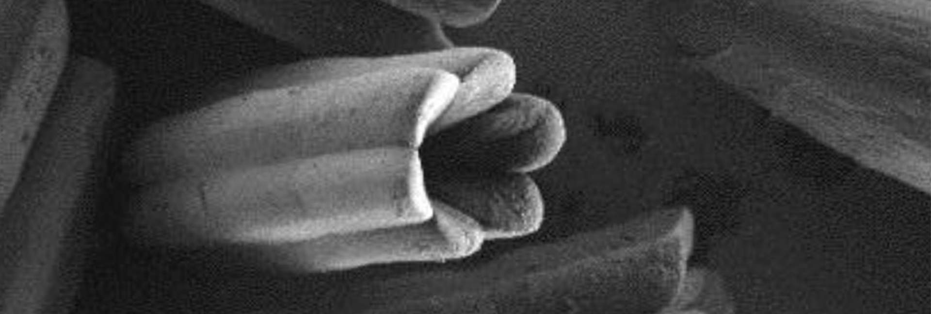 הגבישים החלולים תחת מיקרוסקופ אלקטרונים סורק