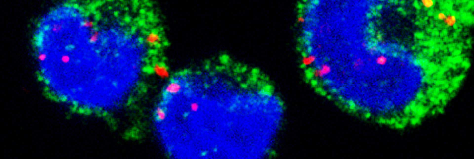 Red alert, red herrings: Malarial RNA molecules (red dots) observed inside the nuclei (blue) of monocytes (green) using fluorescence confocal microscopy
