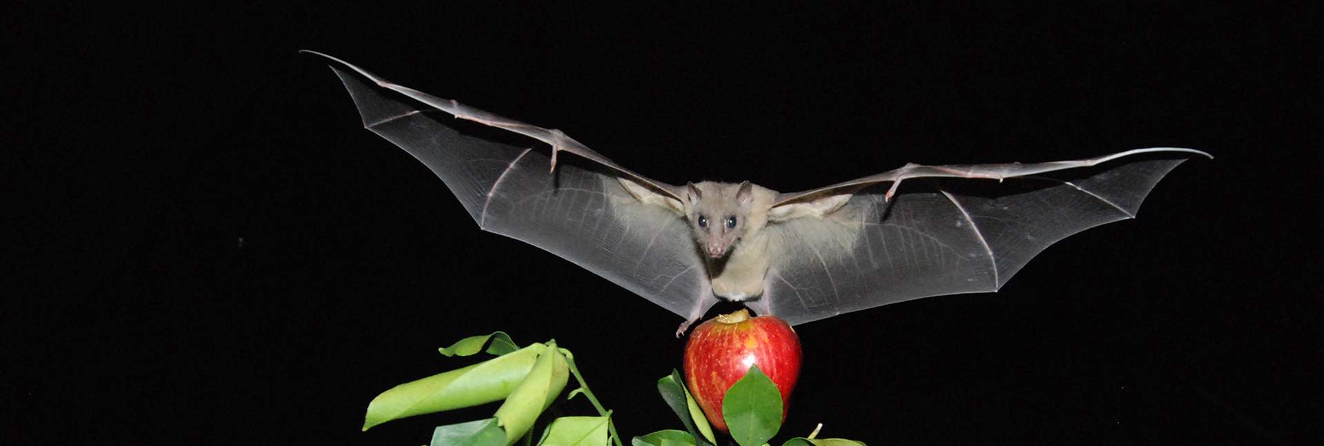 עטלף פירות מצוי. תצלום: יוסי יובל
