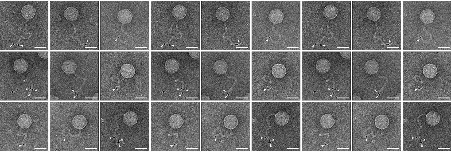 An electron microscope view of phages duplicated inside bacterial cells that possess the immune system discovered in the new study. This immune system attaches a ubiquitin-like protein (marked by black dots and white arrows) to the tails of these phages, preventing them from infecting other bacterial cells