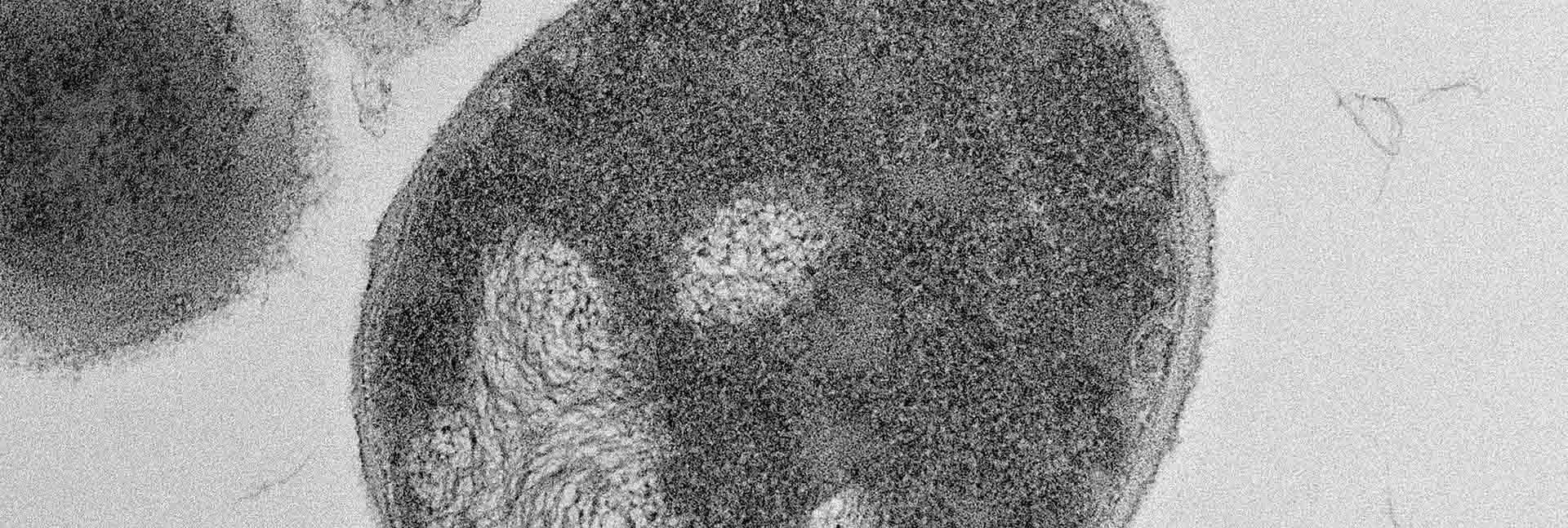Staphylococcus bacteria 