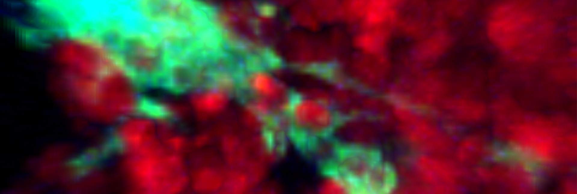 Cell feast streamed live: TBMs (green) swallow dying B cells (red) inside the lymph node “training camps”