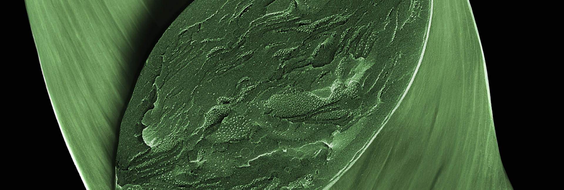 A cryo-scanning electron microscope image of a freeze-fractured chloroplast, cropped from the surrounding tissue, providing a view into the photosynthetic membranes and the protein complexes embedded within them