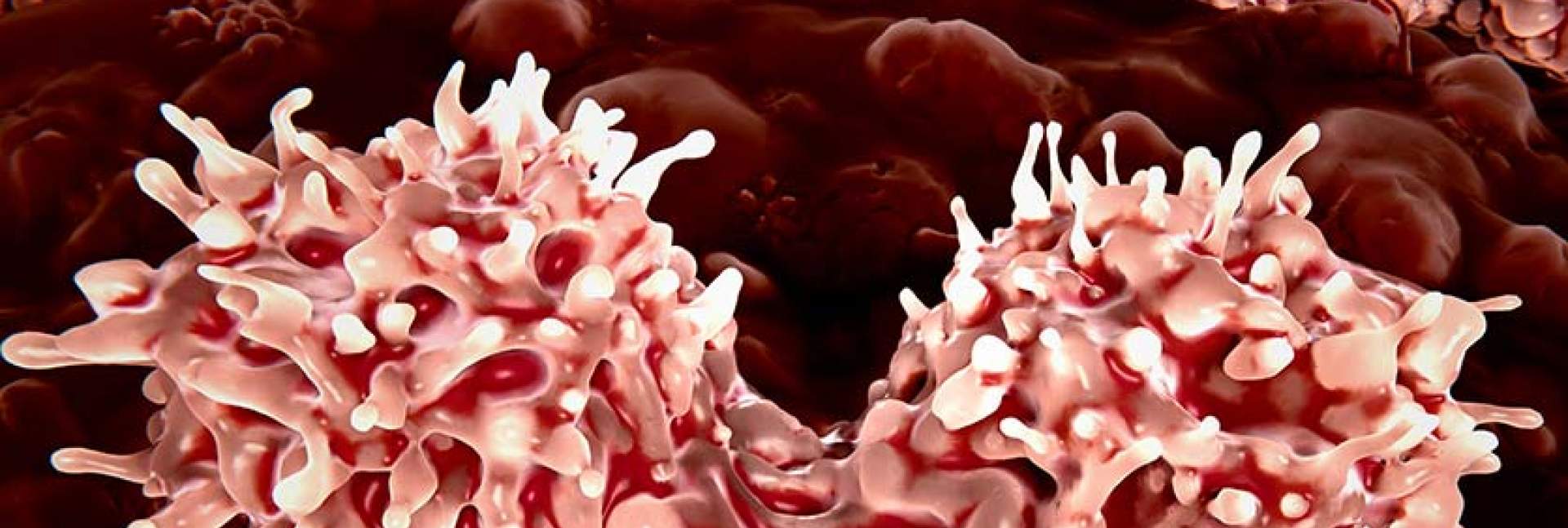 חלוקת תאי גזע בלשד העצם - Shutterstock