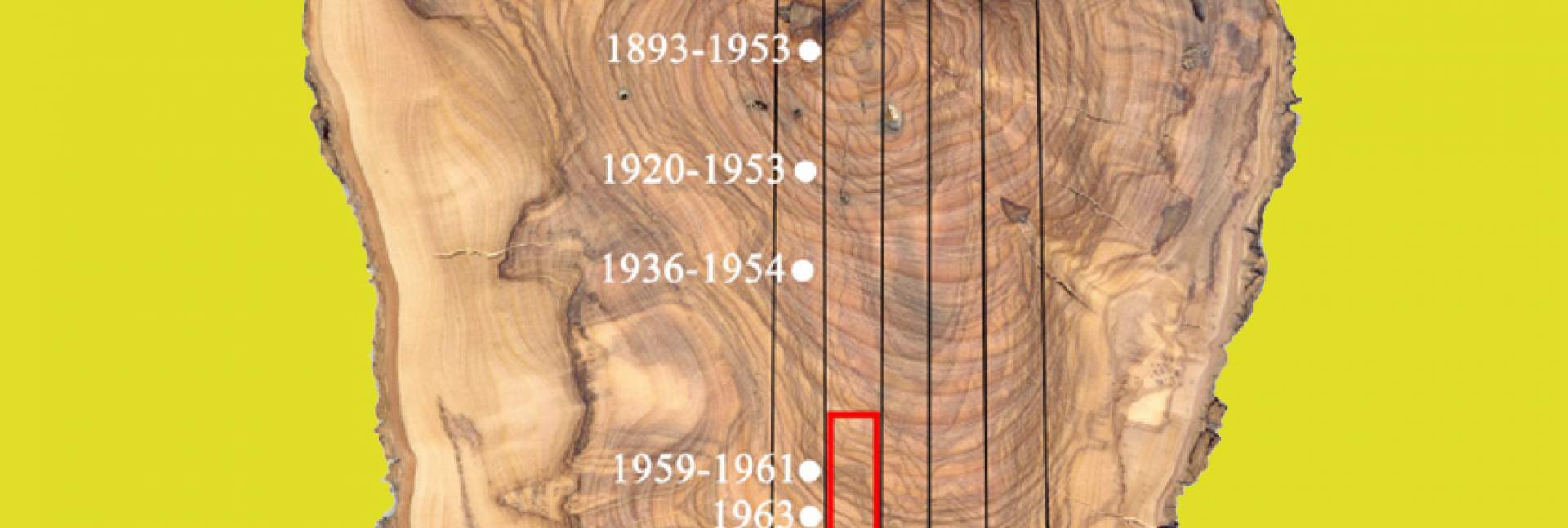 חתך רוחב של ענף עץ זית בן זמננו. הניסויים הגרעיניים בשנות ה-50 וה-60 הותירו את חותמם באזור המסומן באדום