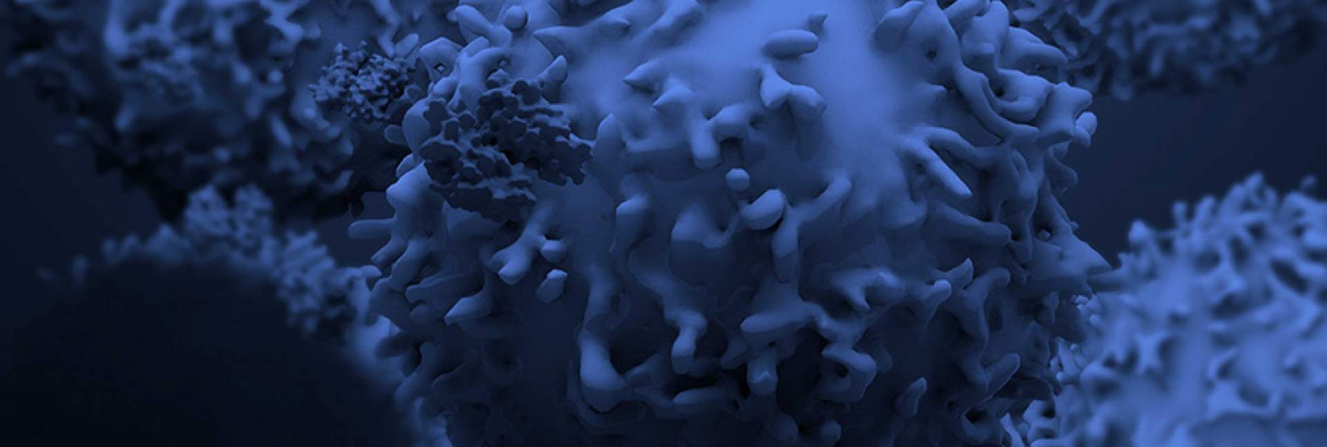 תאי T של המערכת החיסונית. טיפולים אימונותרפיים רותמים תאים אלה נגד גידולים סרטניים. תמונה: גטי אימג'ס