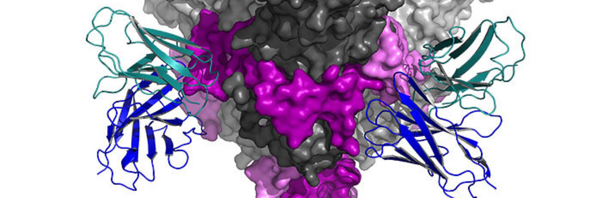 המבנה התלת-ממדי של נוגדן (מסומן בכחול ובטורקיז) הקשור לאתר המטרה שלו בנגיף האבולה 
