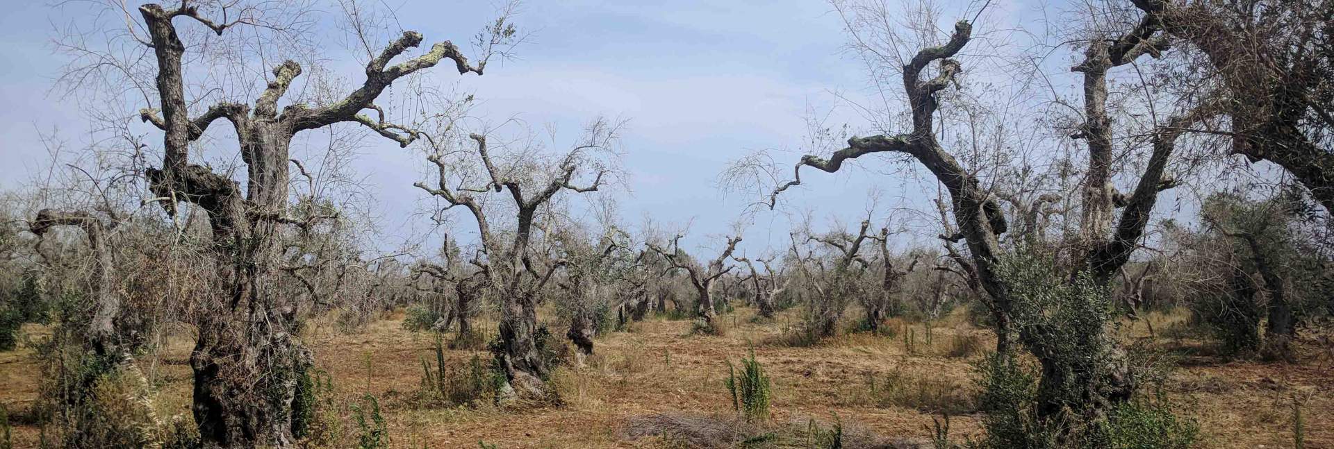 מטע זיתים נגוע במחוז פוליה באיטליה. החיידק פוגע בזרימת הנוזלים בעצים וגורם התייבשות 