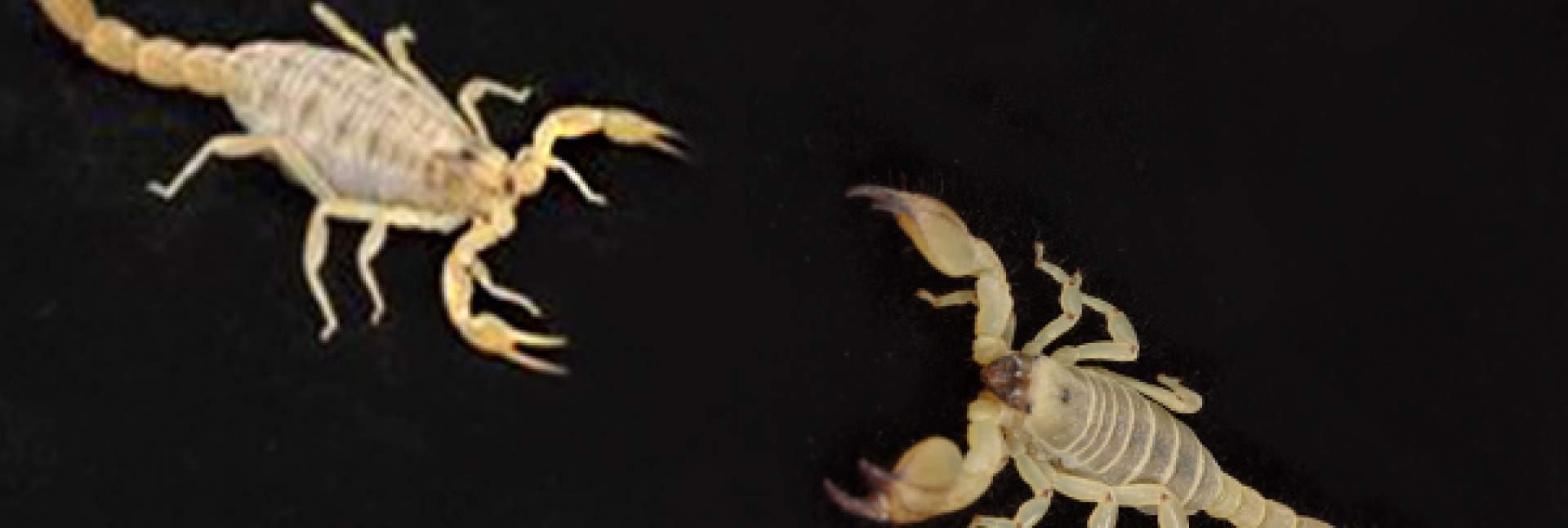 Scorpions