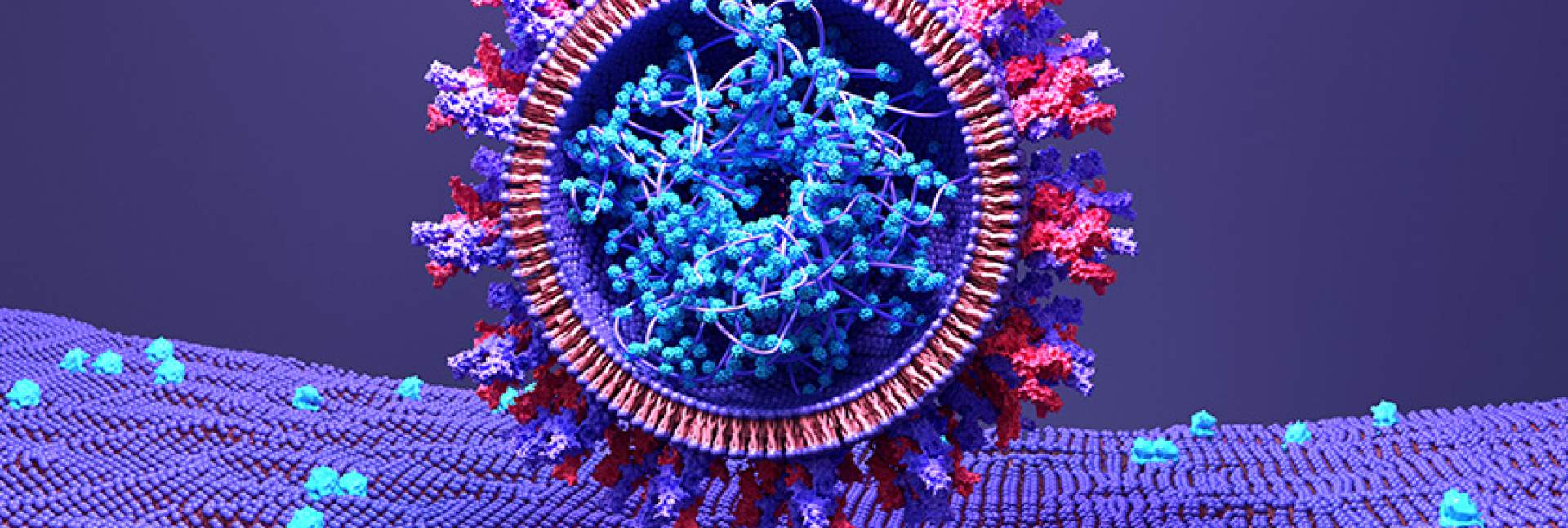 תמונת אילוסטרציה של נגיף הקורונה נקשר לקולטן ACE2 הנמצא על גבי קרום התא. מקור: שאטרסטוק
