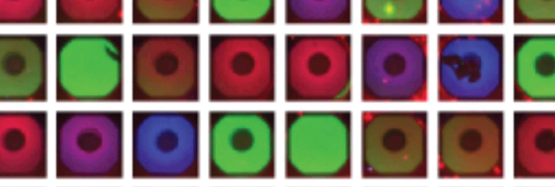 דימות פלואורסצנטי של התאים המלאכותיים על-גבי השבב. הבדלים בהרכב הגנים בין תא לתא יצרו הבדלי צבעים המשקפים שלבים שונים בתהליכי הבנייה של חלקי הנגיף