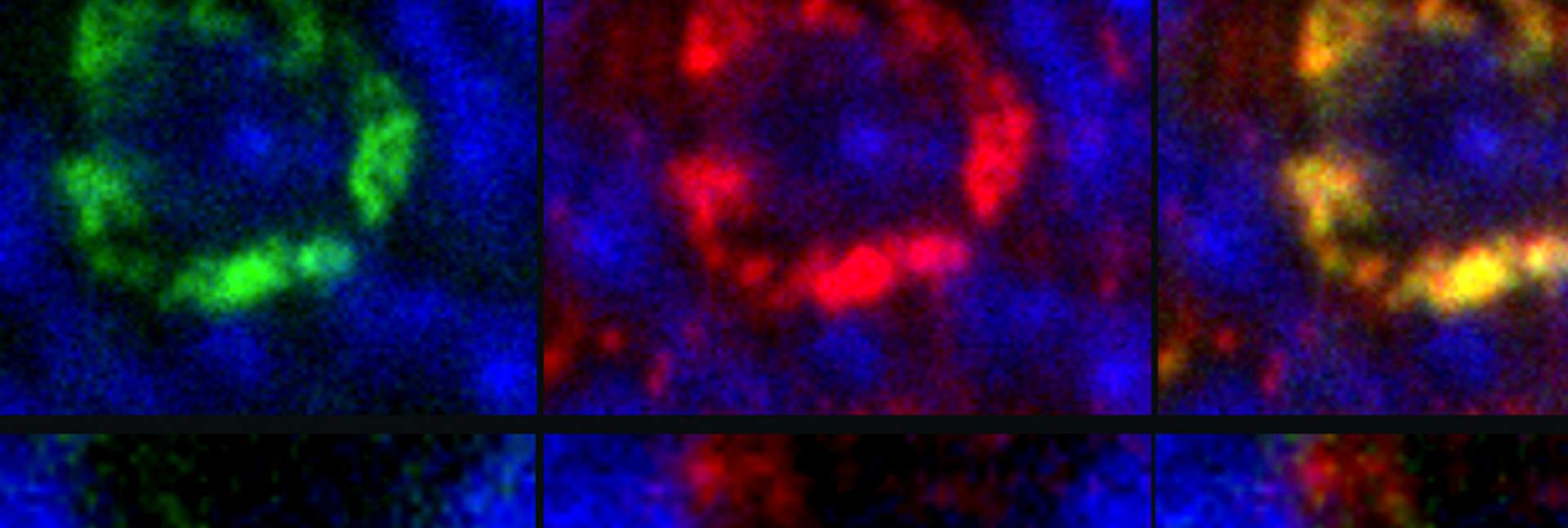 Germ cells of the fruit fly embryo visualized under a confocal microscope by means of anti-Vasa antibodies