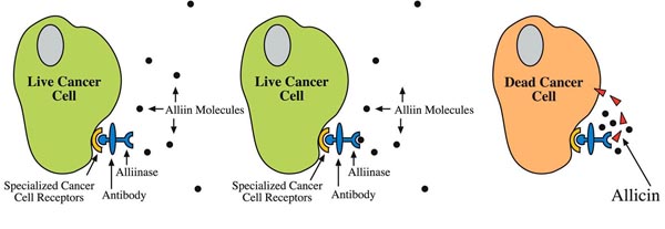האליאין נכנס לאתר הפעיל באנזים אליינז וכתוצאה מכך הופך לאליצין, שפוגע בתא הסרטני וגורם למותו